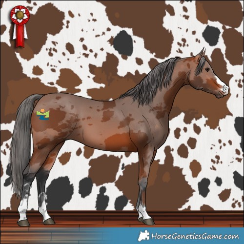 Horse Color:Bay Merle 