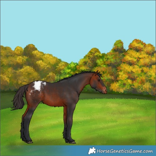 Horse Color:Bay Appaloosa 
