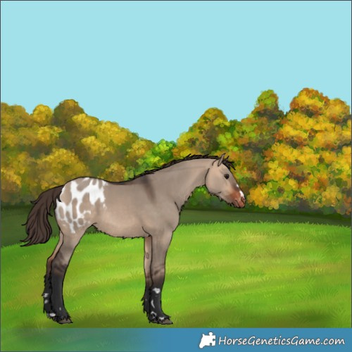 Horse Color:Bay Dun Blanket 