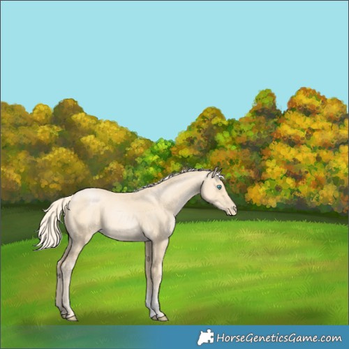 Horse Color:Palomino Pearl Sabino