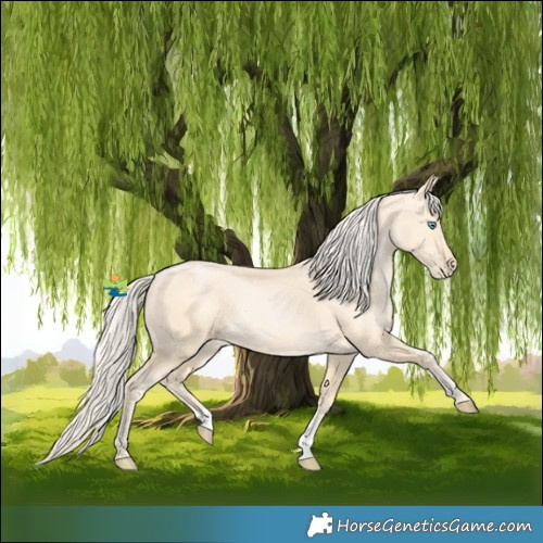Horse Color:Palomino Pearl Sabino 