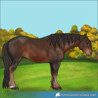 Horse Color:Unknown