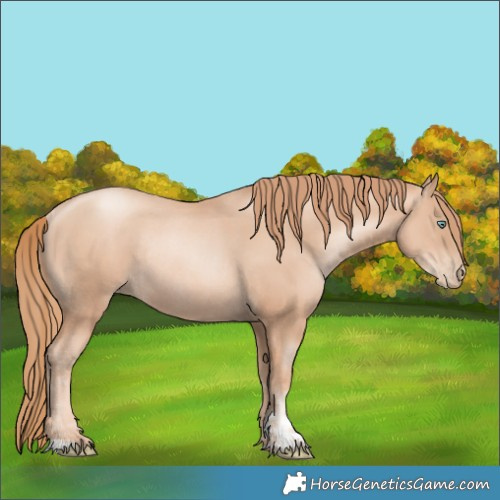 Horse Color:Unknown 