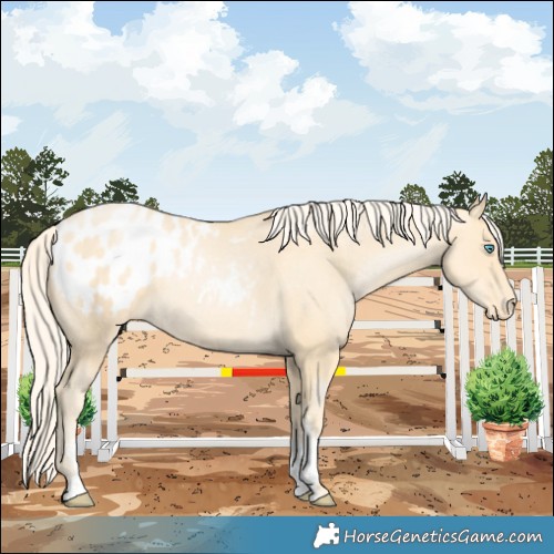 Horse Color:Palomino Pearl Sabino Appaloosa 