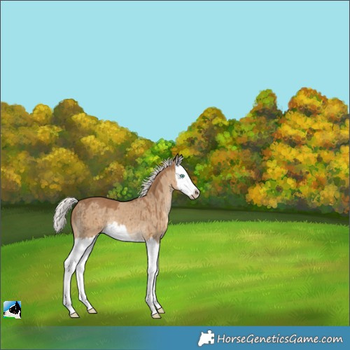 Horse Color:Gray Silver Smoky Creme Dun Splash Brindle 