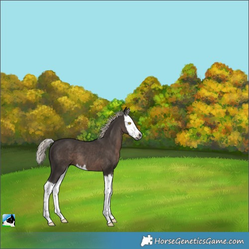 Horse Color:Gray Silver Black Splash 