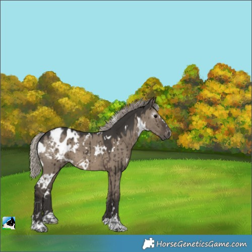 Horse Color:Gray White Spotted Silver Grullo Blanket Brindle 