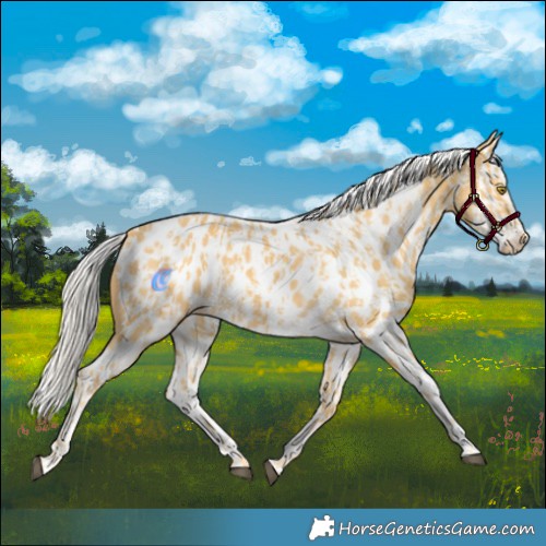 Horse Color:Palomino Near Leopard  and Palomino Splash Near Leopard 