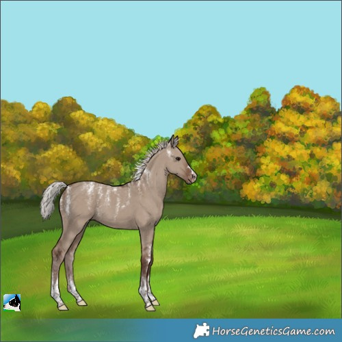 Horse Color:Powder White Silver Grullo Appaloosa 