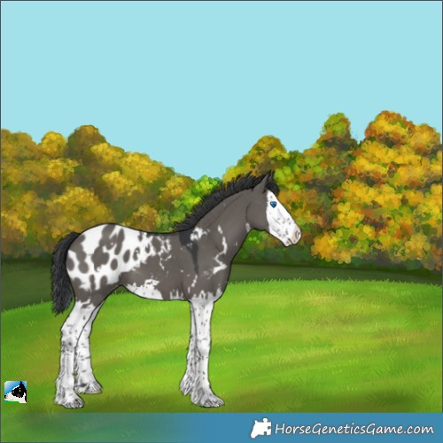Horse Color:White Spotted Grullo Splash Appaloosa 