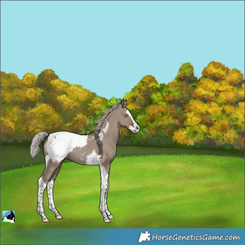 Horse Color:Silver Grullo Splash Tobiano Appaloosa 