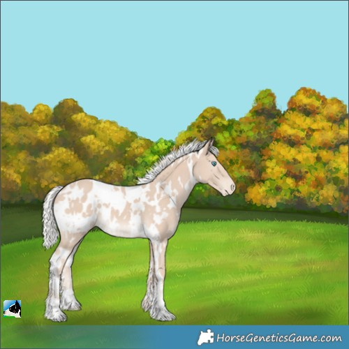 Horse Color:White Spotted Silver Smoky Creme Appaloosa 