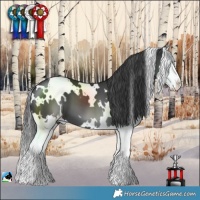 Horse Color:White Spotted Black Splash 