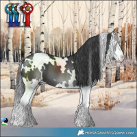 Horse Color:White Spotted Black Splash