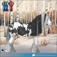 Horse Color:White Spotted Black Splash