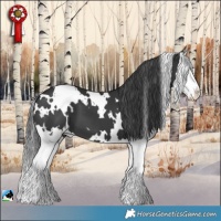 Horse Color:White Spotted Black Splash