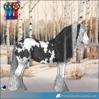 Horse Color:White Spotted Black Splash 