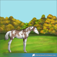 Horse Color:White Spotted Liver Red Dun Splash Rabicano