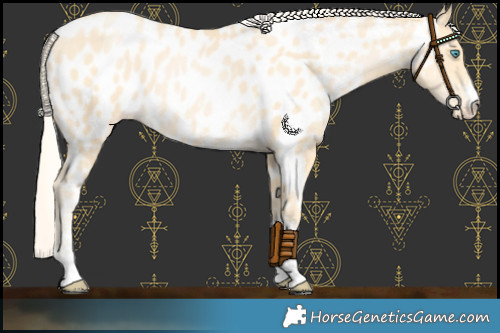 Horse Color:Palomino Pearl Sabino Appaloosa 