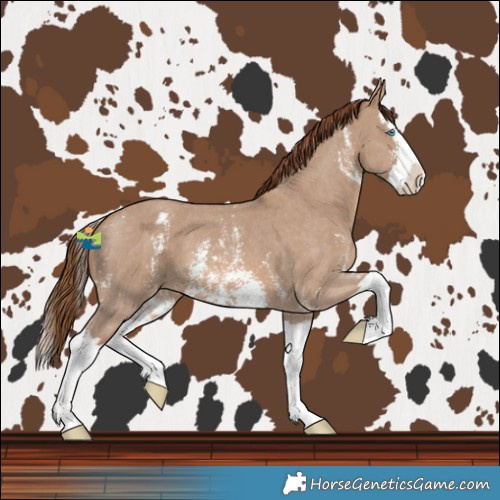 Horse Color:Red Dun Sabino Splash Blanket 