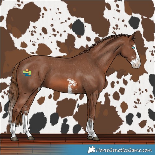 Horse Color:Chestnut Sabino Splash Varnish 