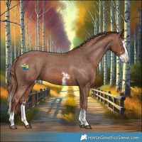 Horse Color:Chestnut Sabino Splash Appaloosa 