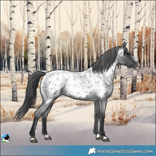 Horse Color:Blue Roan Splash Appaloosa 