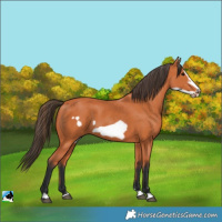 Horse Color:Unknown 