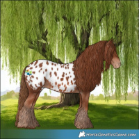 Horse Color:Chestnut Near Leopard 
