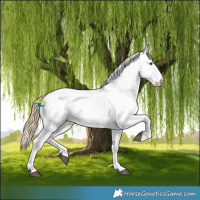 Horse Color:White Spotted Red Dun 