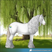 Horse Color:White Spotted Red Dun 