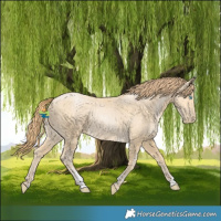Horse Color:Buckskin Pearl Sabino 