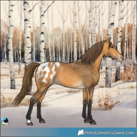 Horse Color:Unknown 