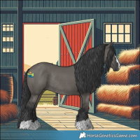 Horse Color:Grullo Rabicano 
