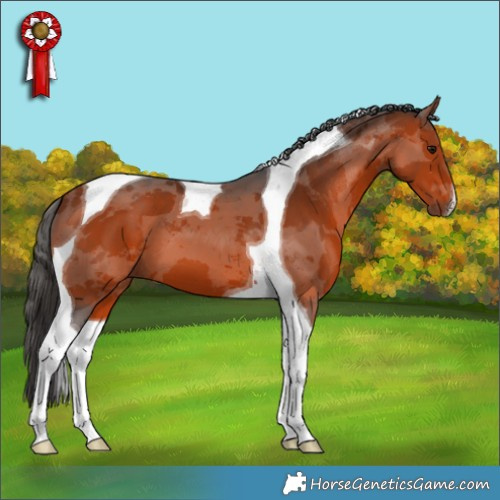 Horse Color:Brown Merle Tobiano