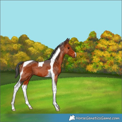Horse Color:Brown Merle Tobiano