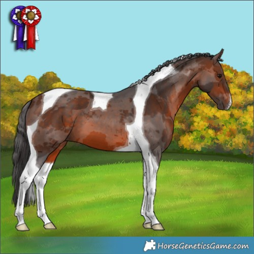 Horse Color:Brown Merle Tobiano 