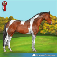 Horse Color:Brown Merle Tobiano 