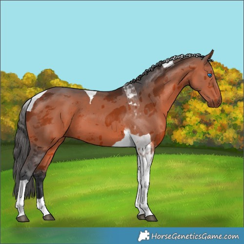 Horse Color:Brown Merle Tobiano 