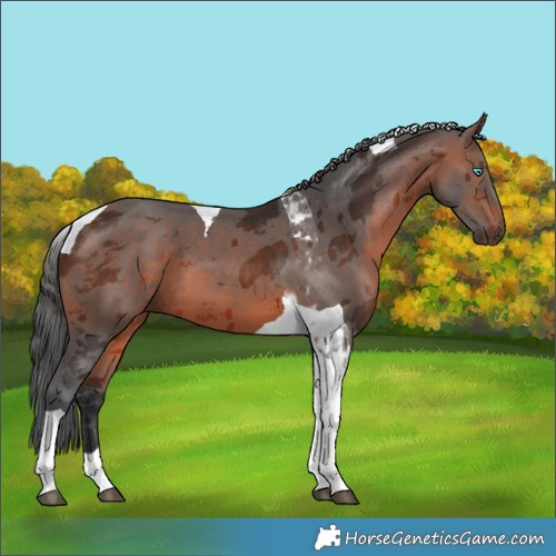 Horse Color:Brown Merle Tobiano