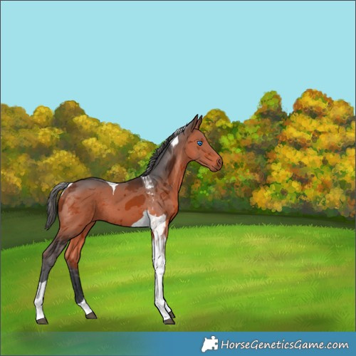 Horse Color:Brown Merle Tobiano