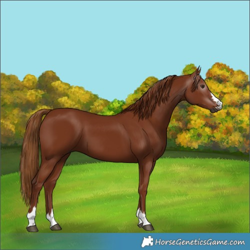 Horse Color:Gray Chestnut