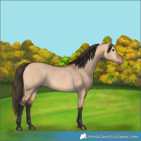 Horse Color:Bay Dun