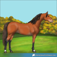 Horse Color:Bay 