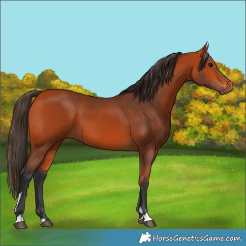 Horse Color:Bay 