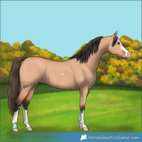 Horse Color:Bay Dun