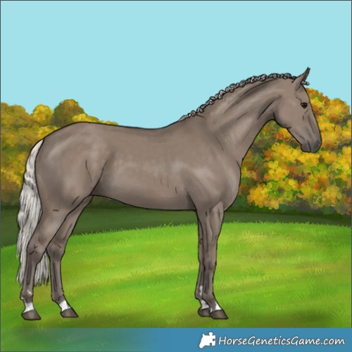 Horse Color:Silver Grullo 