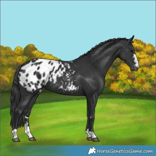 Horse Color:Black Appaloosa
