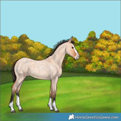 Horse Color:Unknown 