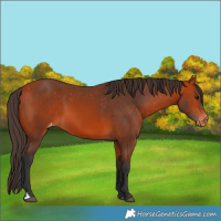 Horse Color:Bay Varnish